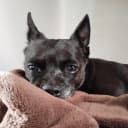 Abel - caso real atendido pelo plano de saúde pet Petbee