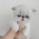 Alfredo - caso real atendido pelo plano de saúde pet Petbee