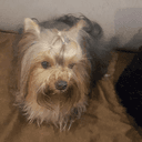 Crystal - caso real atendido pelo plano de saúde pet Petbee