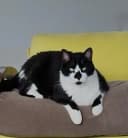 Lucky - caso real atendido pelo plano de saúde pet Petbee