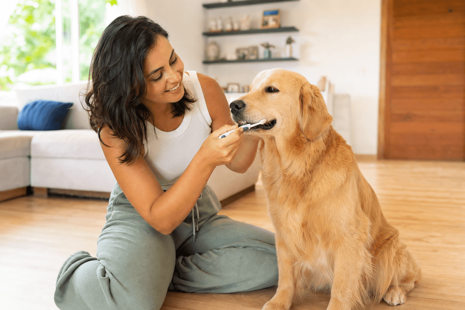 Tutora escovando os dentes de cão golden retriever em casa