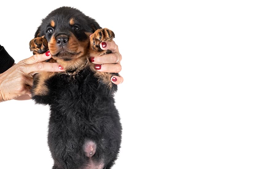 Capa do post: Hérnia Umbilical em Cães