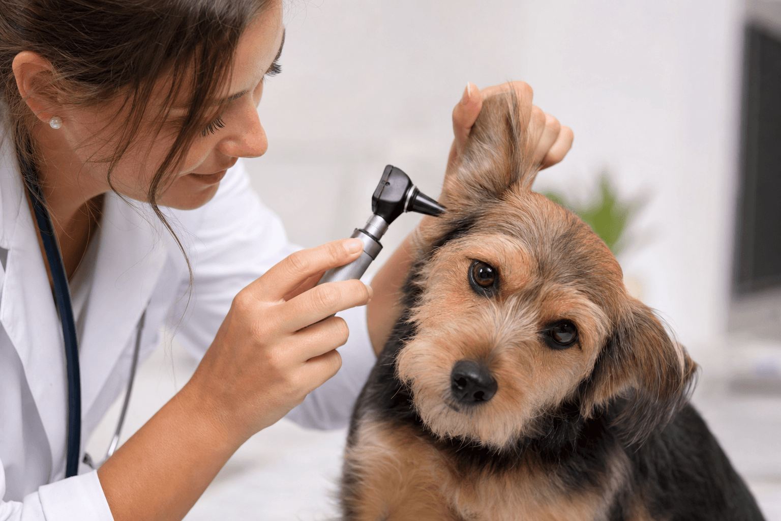 Veterinária examinando ouvido de cão com otoscópio em clínica