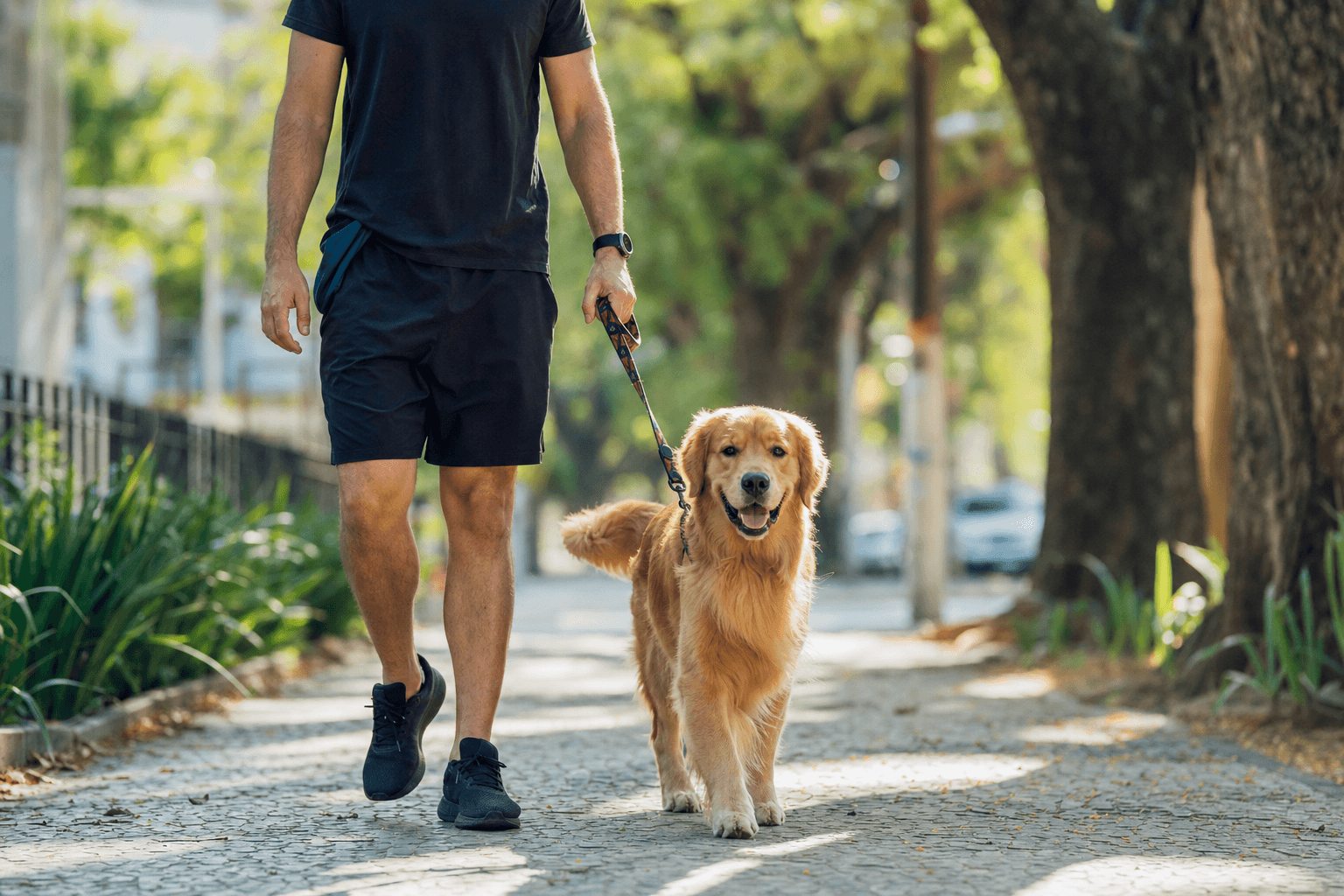 Golden retriever caminhando na guia com tutor em calçada urbana