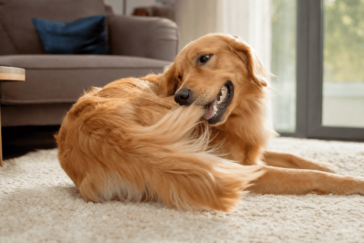 Cão golden retriever brincando e perseguindo o próprio rabo na sala