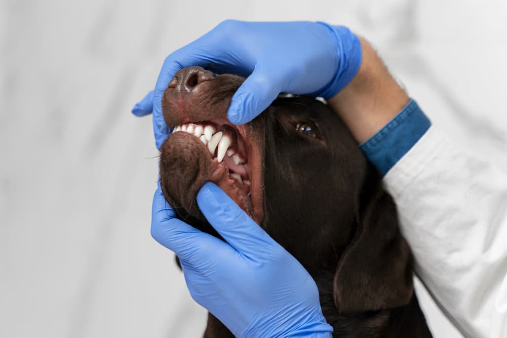 Capa do post: Limpeza dentária em cães