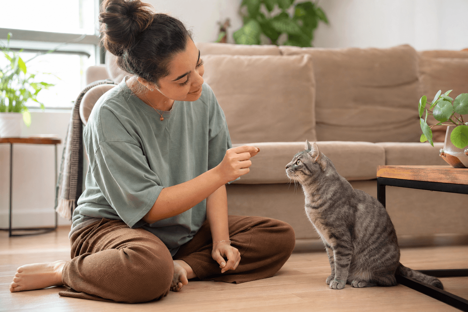 Tutora oferecendo petisco para gato cinza atento durante treino