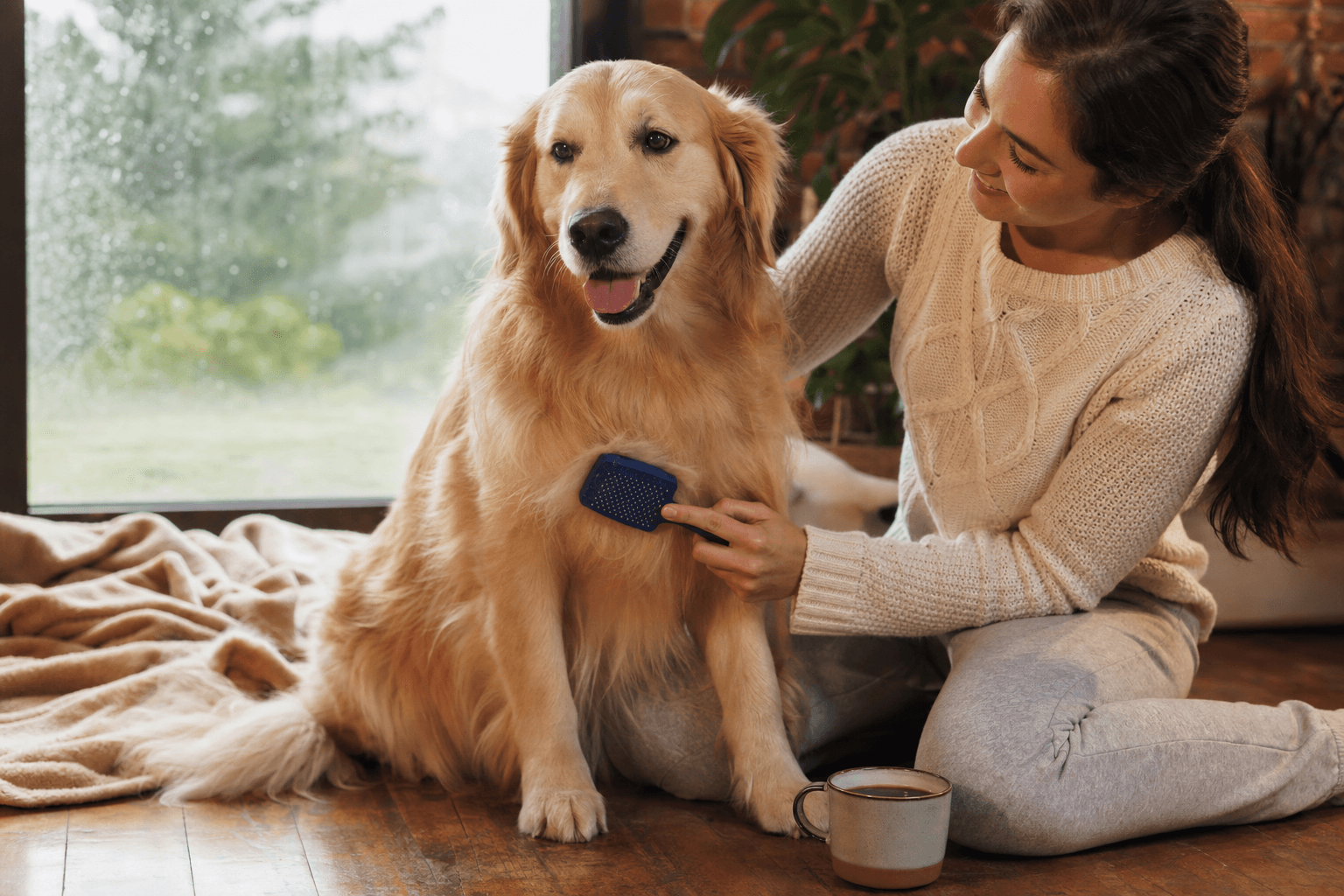 Tutor escovando golden retriever em casa durante o inverno